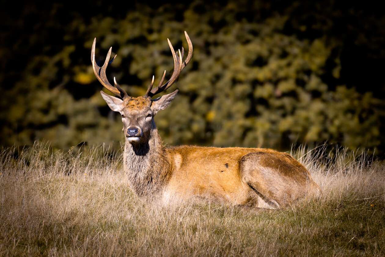 Resting-Stag