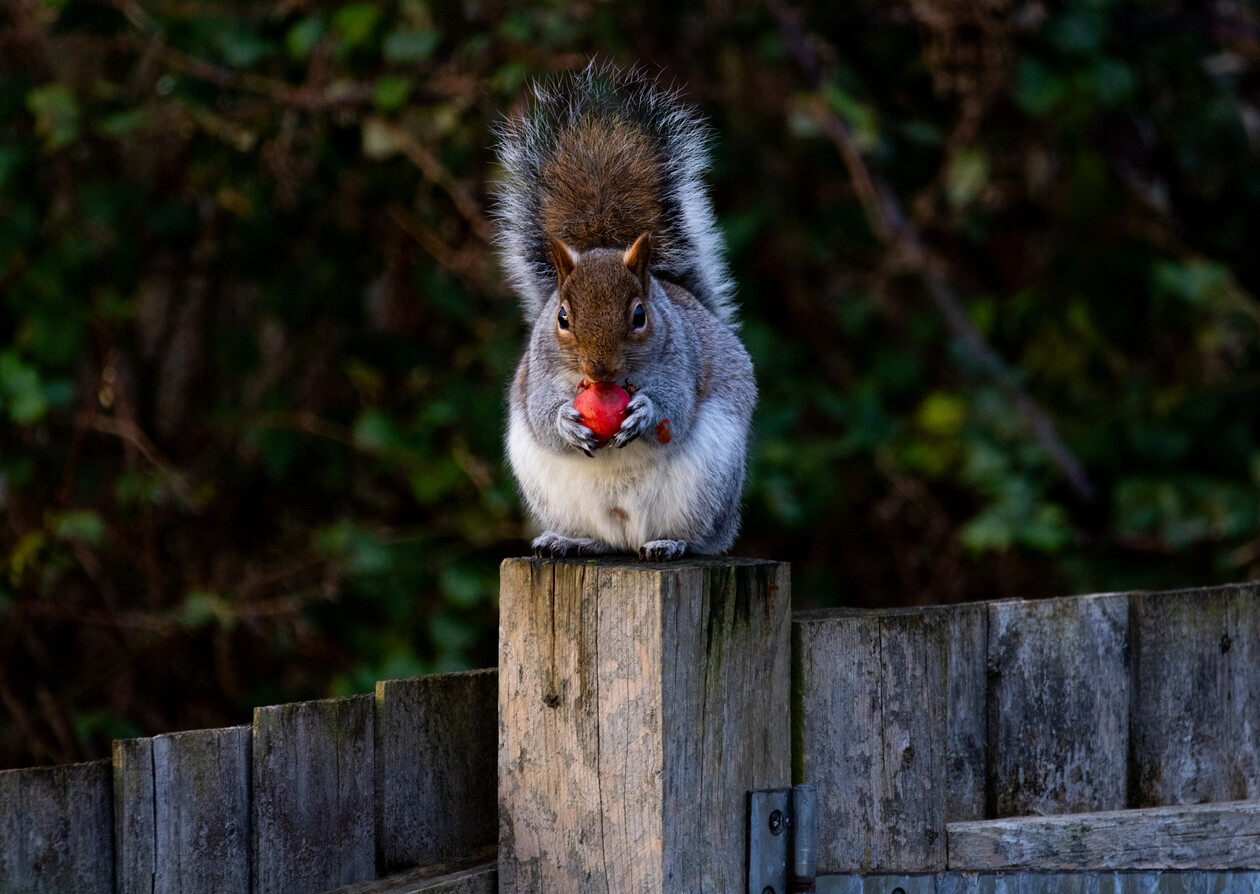 English-Grey-Squirrel-crabapple