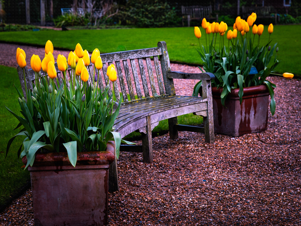 Tulips